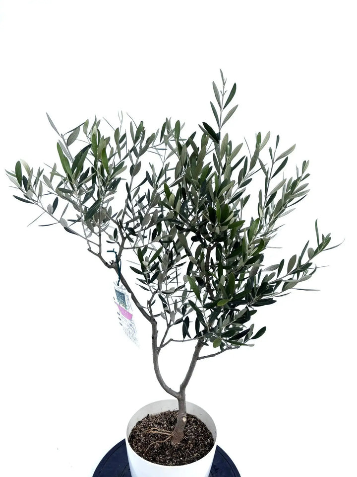 ※引き取り　2m越え　soujuオリーブ ミッション オリーブ 『ミッション -mission-』 盆栽屋soujuさん仕立て！【No.8