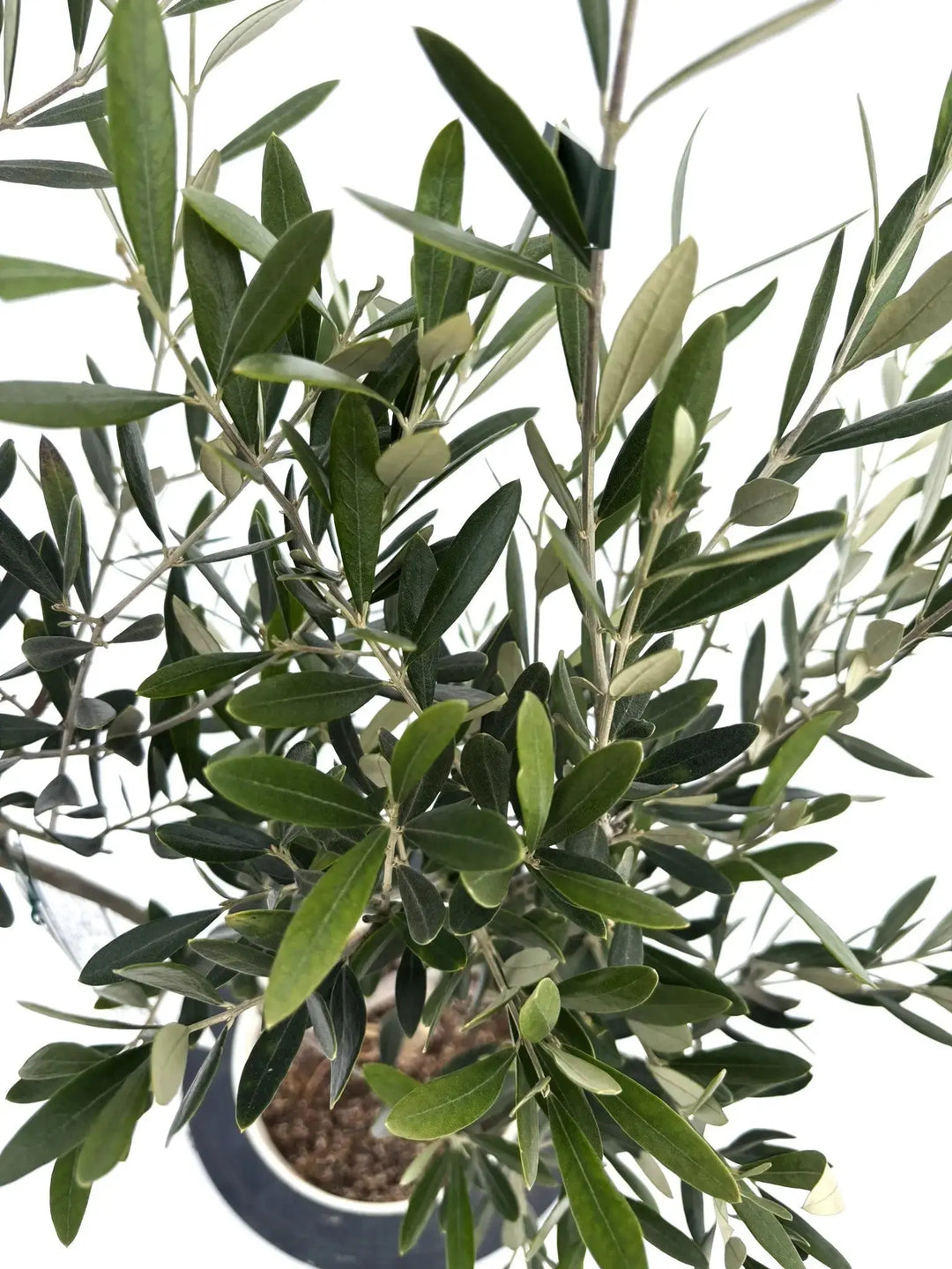 ミッション Sサイズ 約100cm NO.10430 オリーブの木 - 株式会社