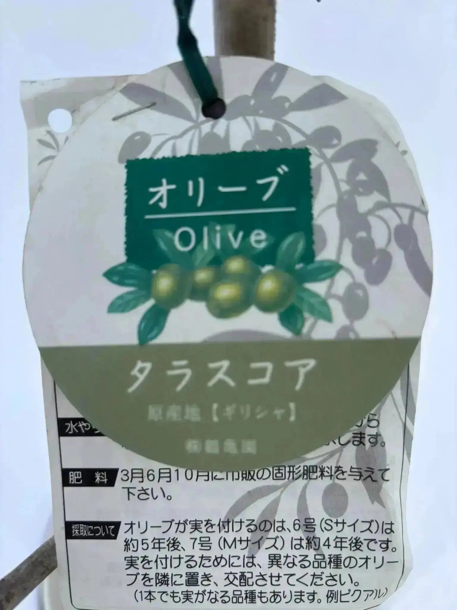 IMG_5410.jpg?v=1767923766