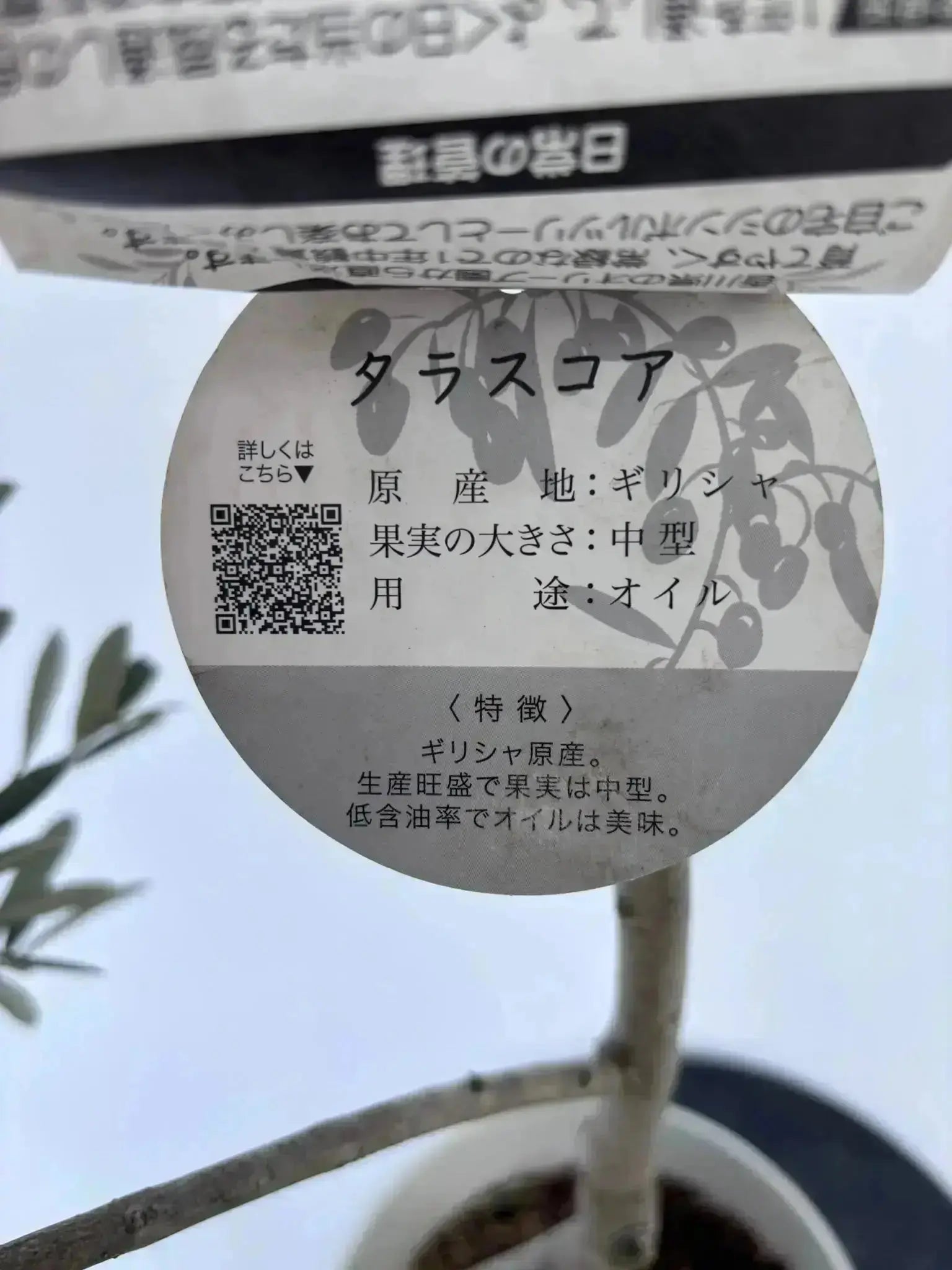 タラスコア Lサイズ 約180cm K-74 オリーブの木 希少品種 - 株式会社鶴亀園