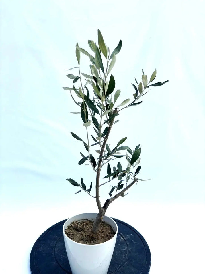 オリーブ　カラマタ　鉢底約1.5m オリーブ カラマタ 鉢底約1.5m NEWカラマタ（オリーブの木）｜Sサイズ｜