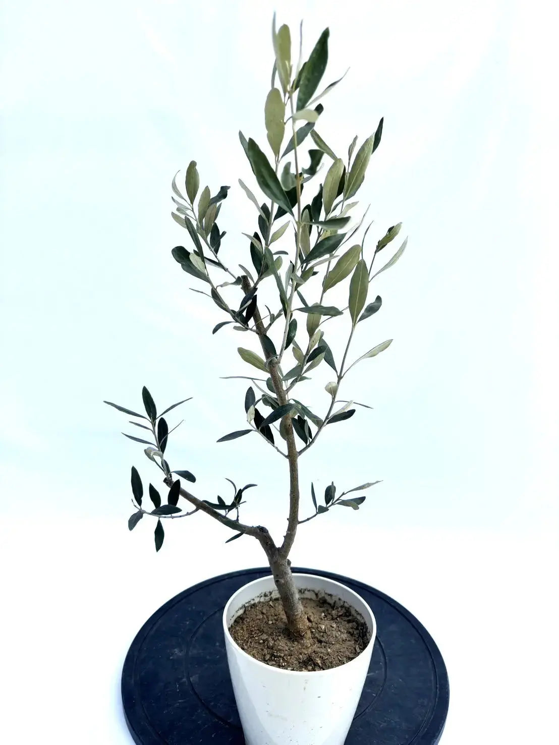 カラマタ XXSサイズ 約65cm NO.10439 オリーブの木 - 株式会社鶴亀園