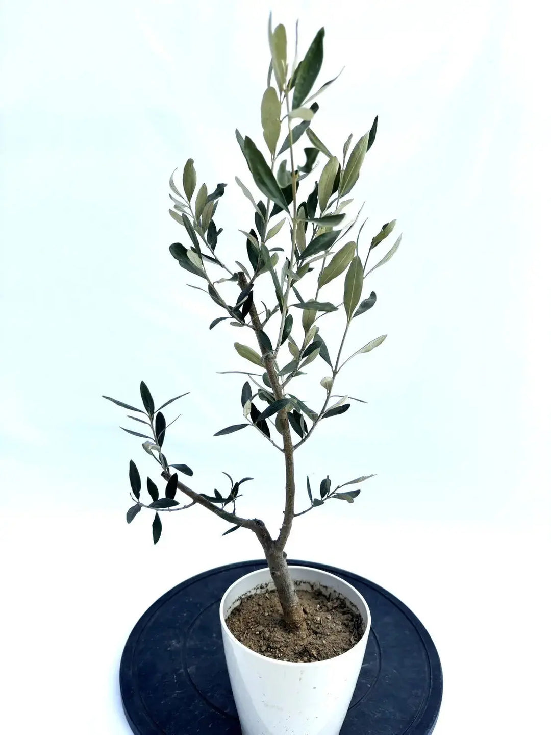 カラマタ XXSサイズ 約65cm NO.10439 オリーブの木 - 株式会社鶴亀園