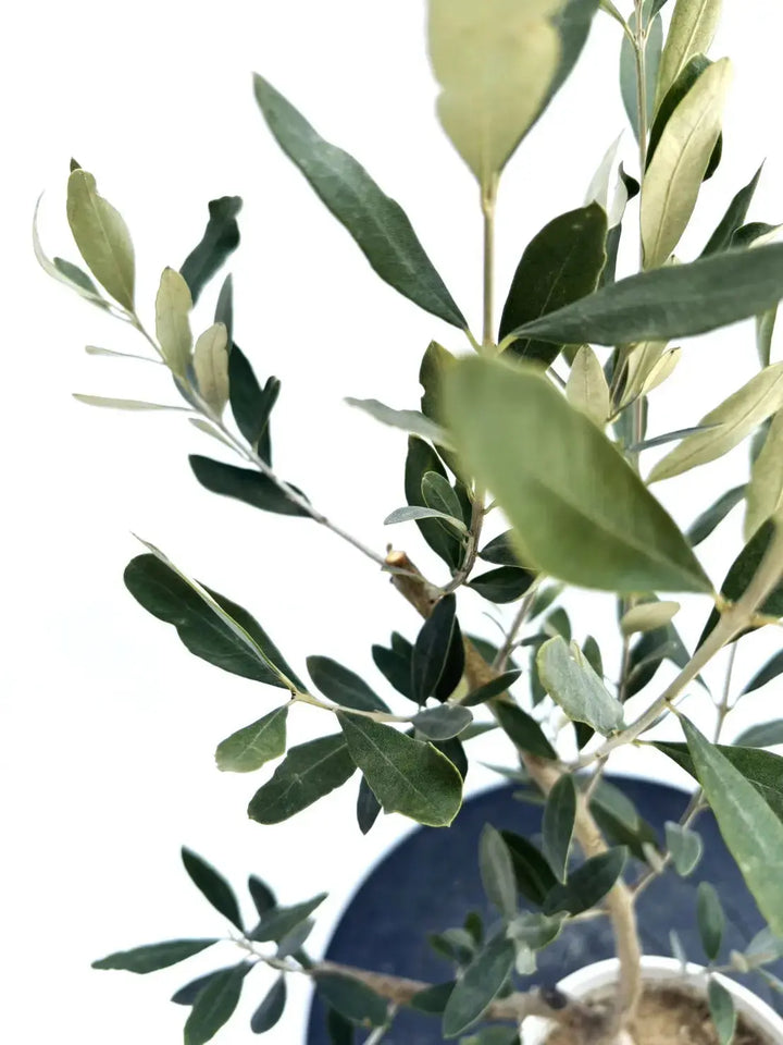 カラマタ XXSサイズ 約65cm NO.10439 オリーブの木 - 株式会社鶴亀園