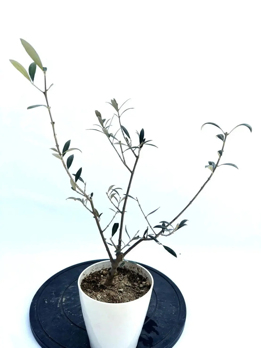 希少・銀葉】セントキャサリン（オリーブの木）〈直立型〉｜55cm
