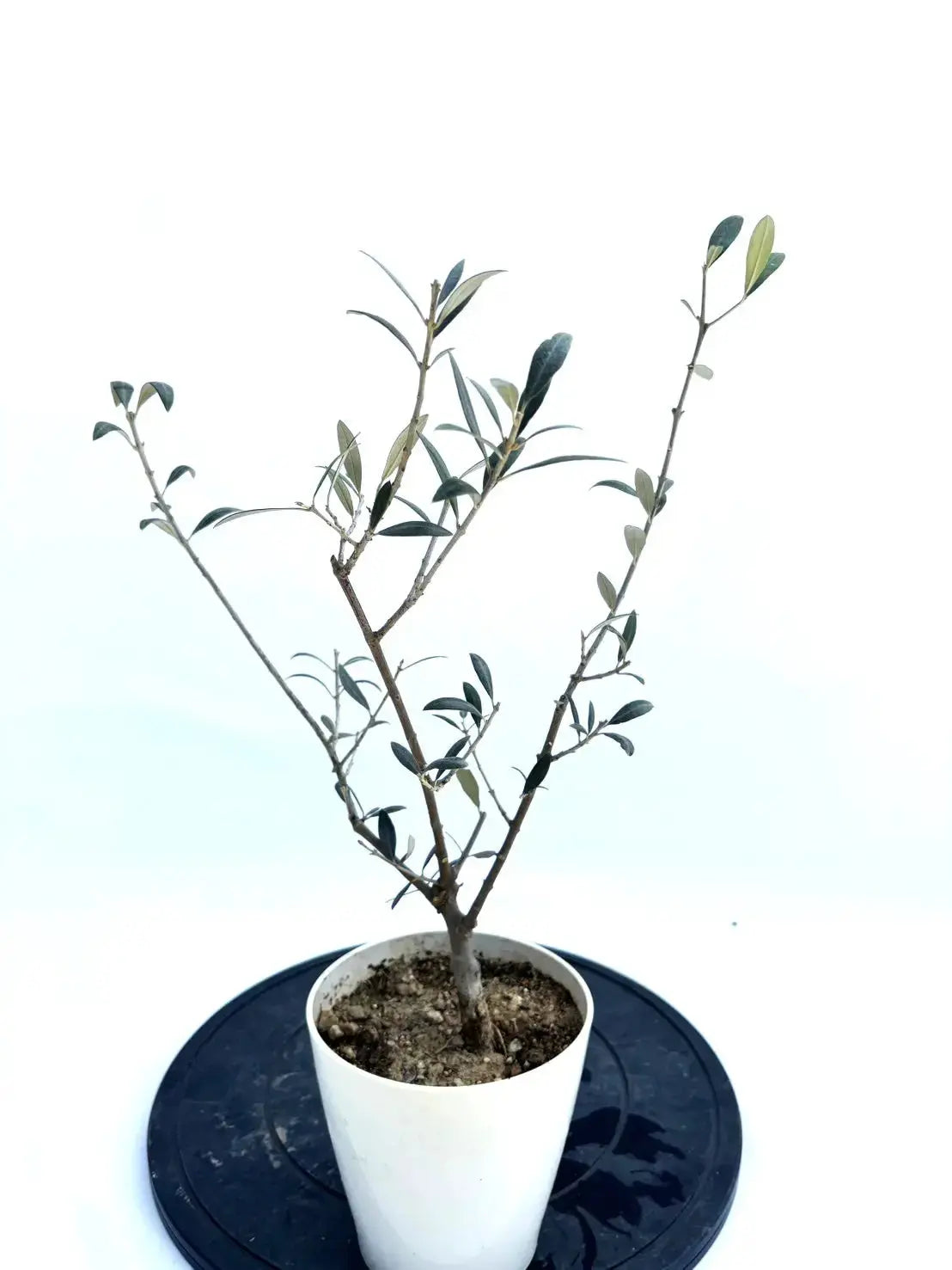 希少・銀葉】セントキャサリン（オリーブの木）〈直立型〉｜55cm｜XXS