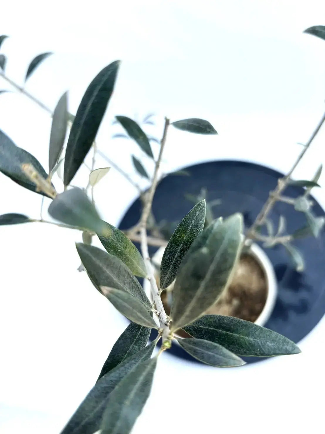 希少・銀葉】セントキャサリン（オリーブの木）〈直立型〉｜55cm