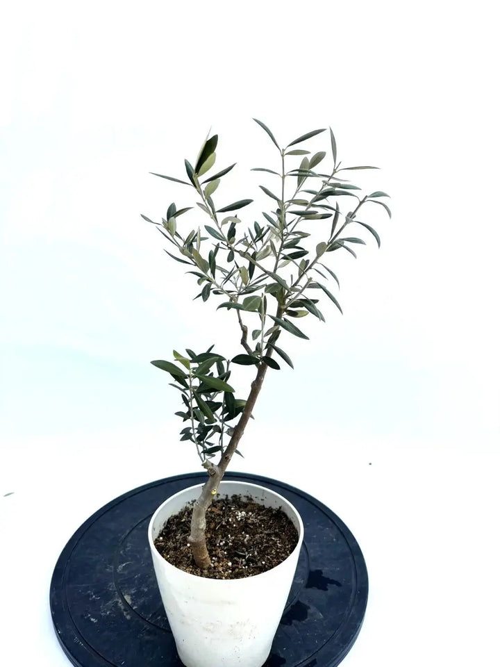 希少・銀葉】セントキャサリン(オリーブの木)〈直立型〉|30cm|XXS 希少・銀葉】セントキャサリン(オリーブの木)〈直立型〉|30cm|XXS