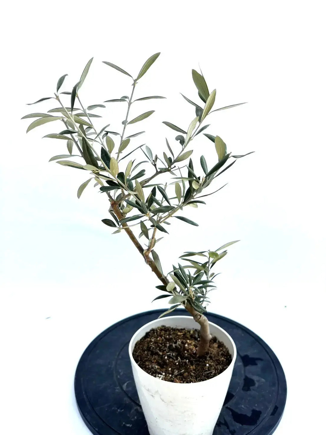 希少・銀葉】セントキャサリン（オリーブの木）〈直立型〉｜30cm