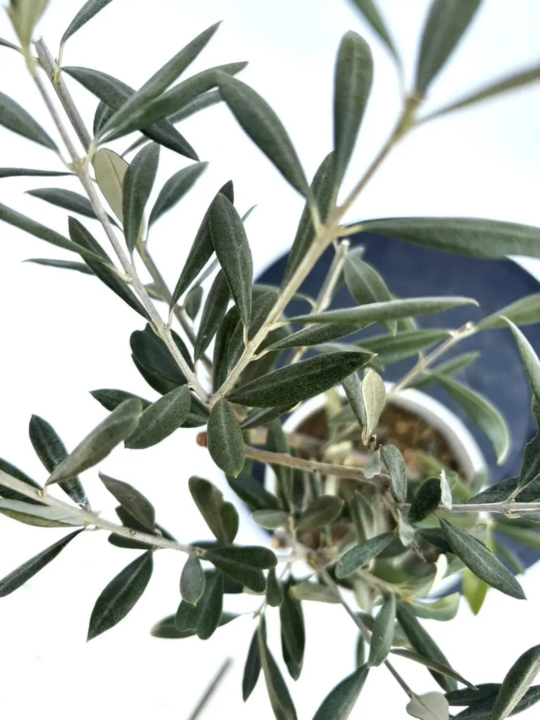 希少・銀葉】セントキャサリン（オリーブの木）〈直立型〉｜30cm｜XXS