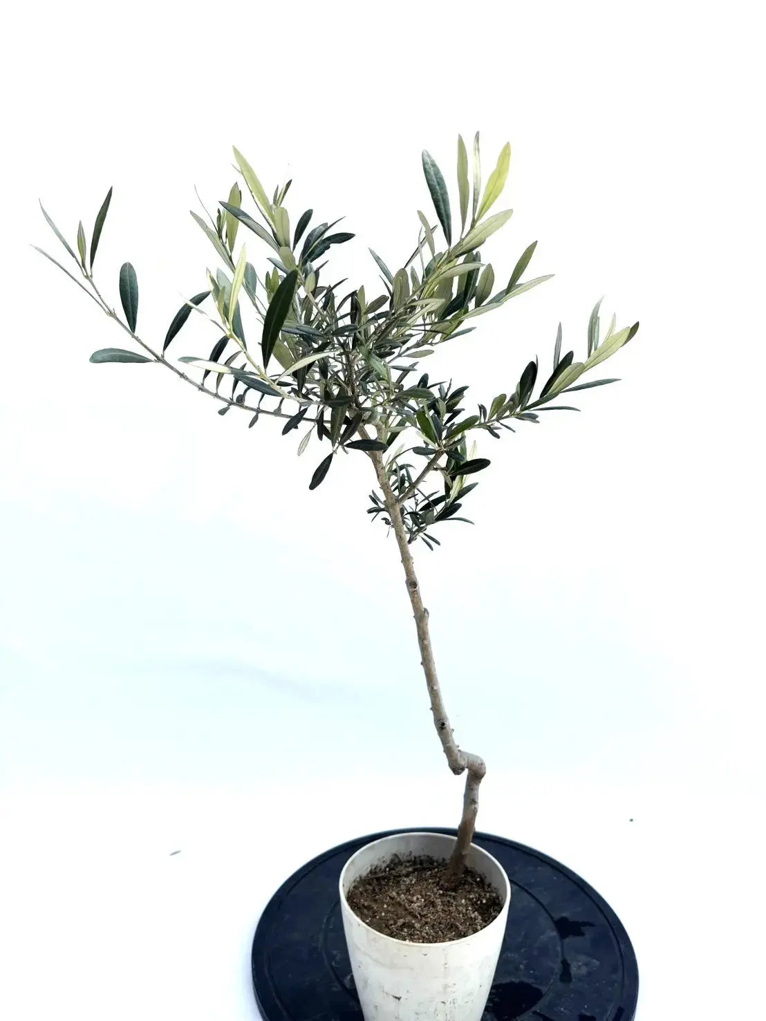 クリスマスツリー特価！ タラスコア XXSサイズ 約70cm NO.10442 オリーブの木 品種名 その他