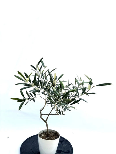 ホワイト　XXSサイズ　約65cm　NO.10444　オリーブの木 株式会社鶴亀園