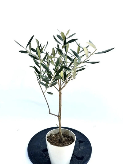 alt="鉢植えのオリーブの木”