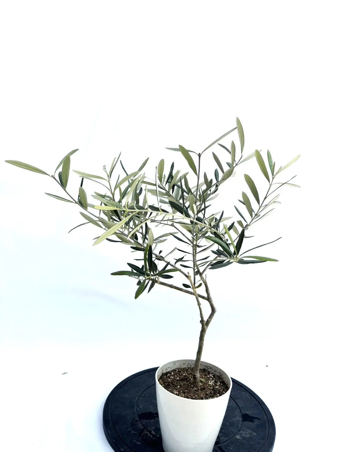 大きい割引 ホワイト 品種名 オリーブの木 NO.10443 約60cm XXSサイズ その他