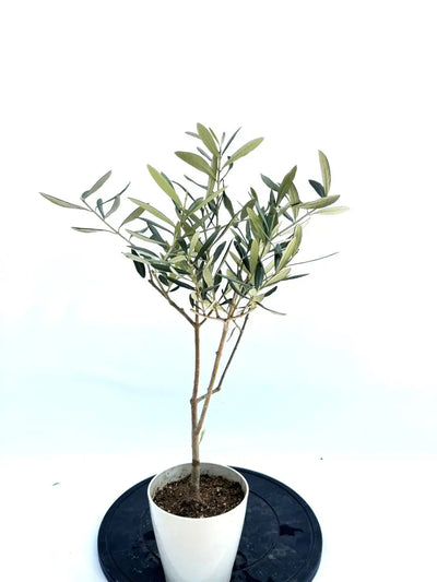 alt="鉢植えのオリーブの木”