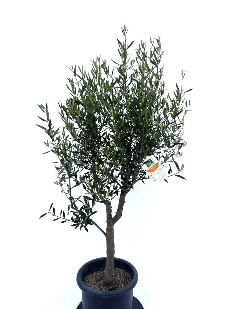 【引取り限定】オリーブの木 中型⭐︎古木⭐︎約160cm 引取り限定】オリーブの木 中型⭐︎古木⭐︎約160cm
