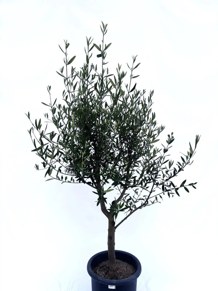 初心者向き・直立型】ひなかぜ（オリーブの木）〈目隠し