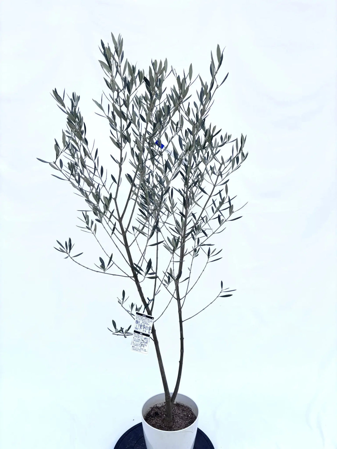 ピクアル Sサイズ 約140cm NO.10397 オリーブの木 - 株式会社鶴亀園
