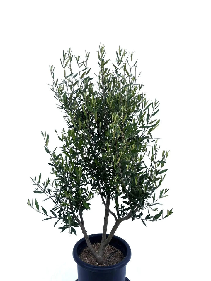 オリーブの木　ひなかぜ　10号　約170cm　NO.407　一点物 オリーブの木 ひなかぜ 10号 約170cm NO.407 一点物