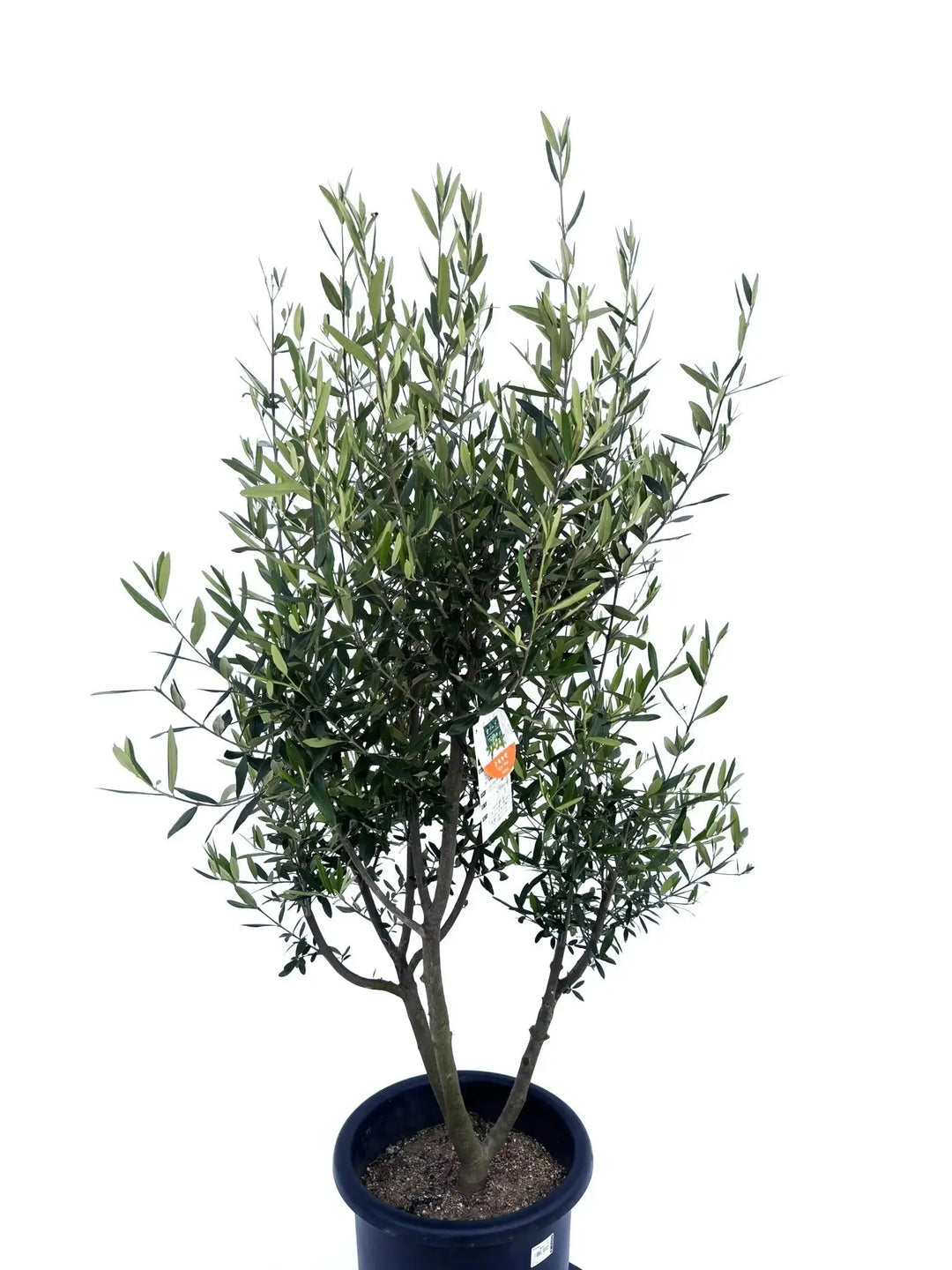初心者向き・直立型】ひなかぜ（オリーブの木）〈目隠し〉｜140cm｜L