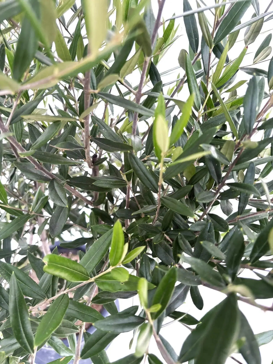 初心者向き・直立型】ひなかぜ（オリーブの木）〈目隠し〉｜140cm｜L