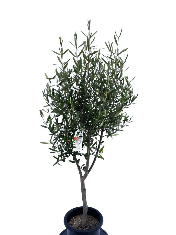 ひなかぜ Mサイズ 約145cm NO.10449 オリーブの木 - 株式会社鶴亀園