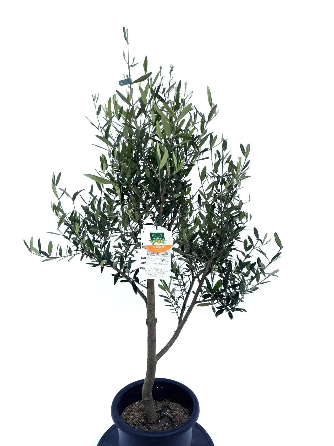 オリーブ（ひなかぜ） ひなかぜ（オリーブの木）｜Mサイズ｜K-231｜約150cm｜初心者