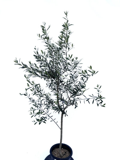 alt="鉢植えのオリーブの木”