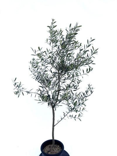 alt="鉢植えのオリーブの木”