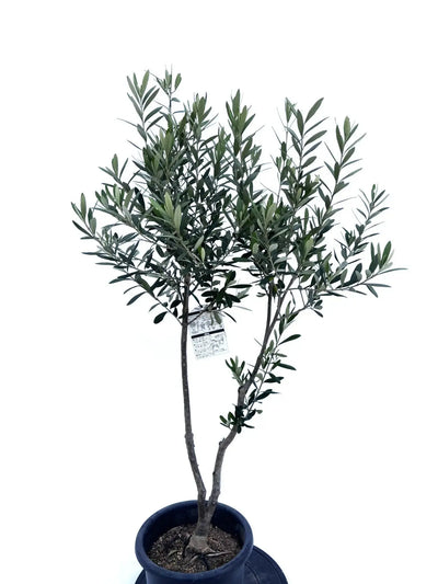 alt="鉢植えのオリーブの木”