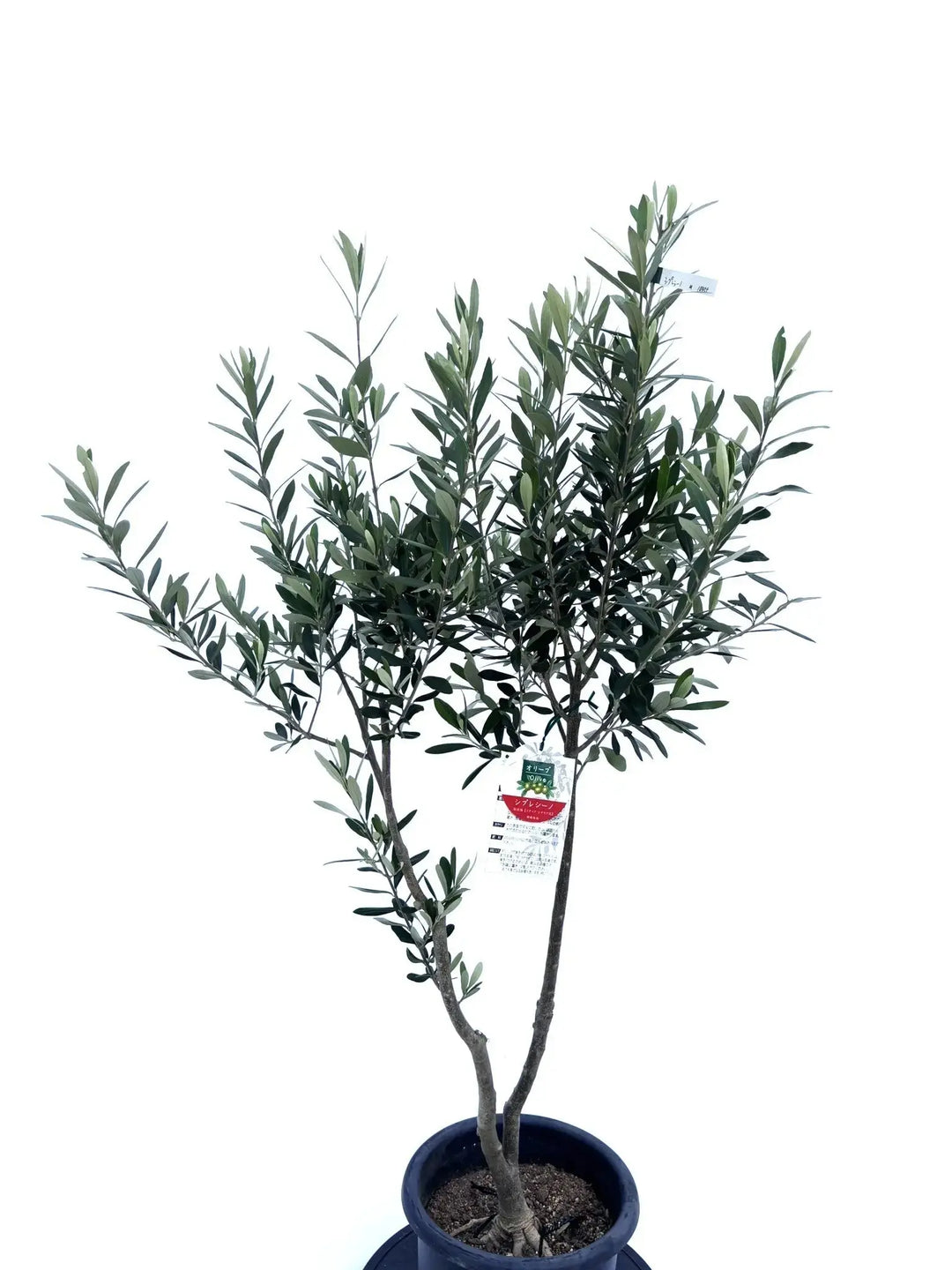 観葉植物 オリーブ 10号 チプレッシーノ エコストーンLight Gray