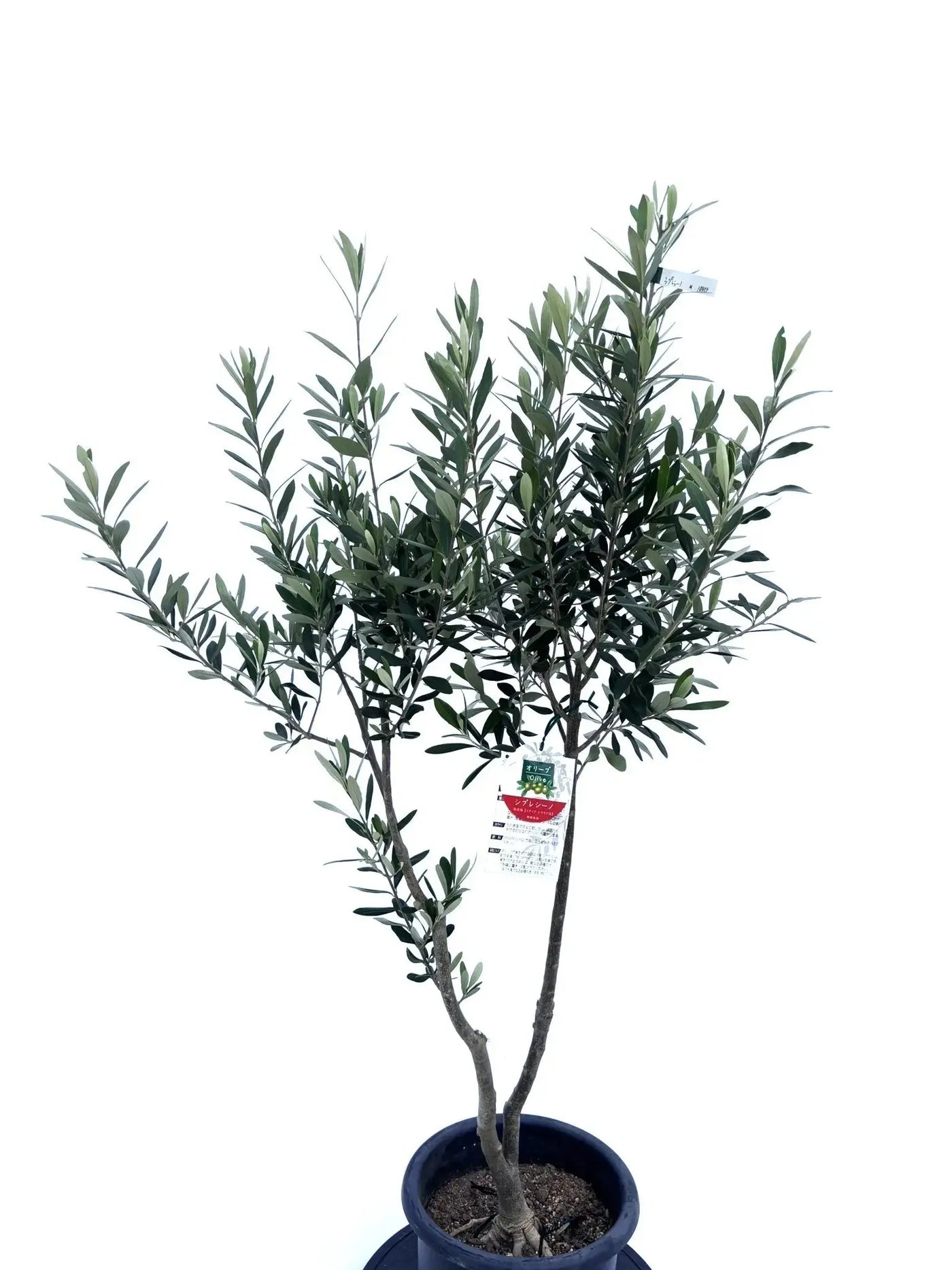 alt="鉢植えのオリーブの木”
