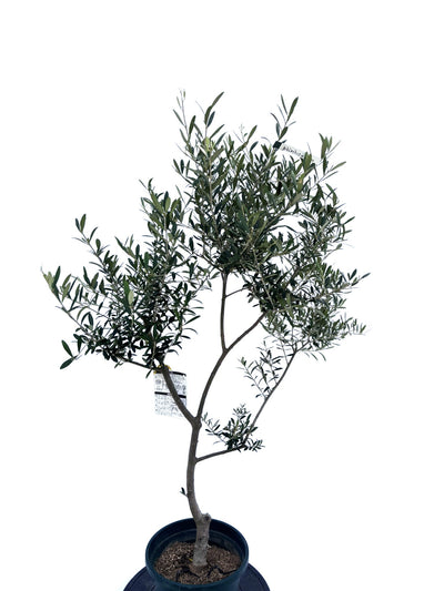alt="鉢植えのオリーブの木”