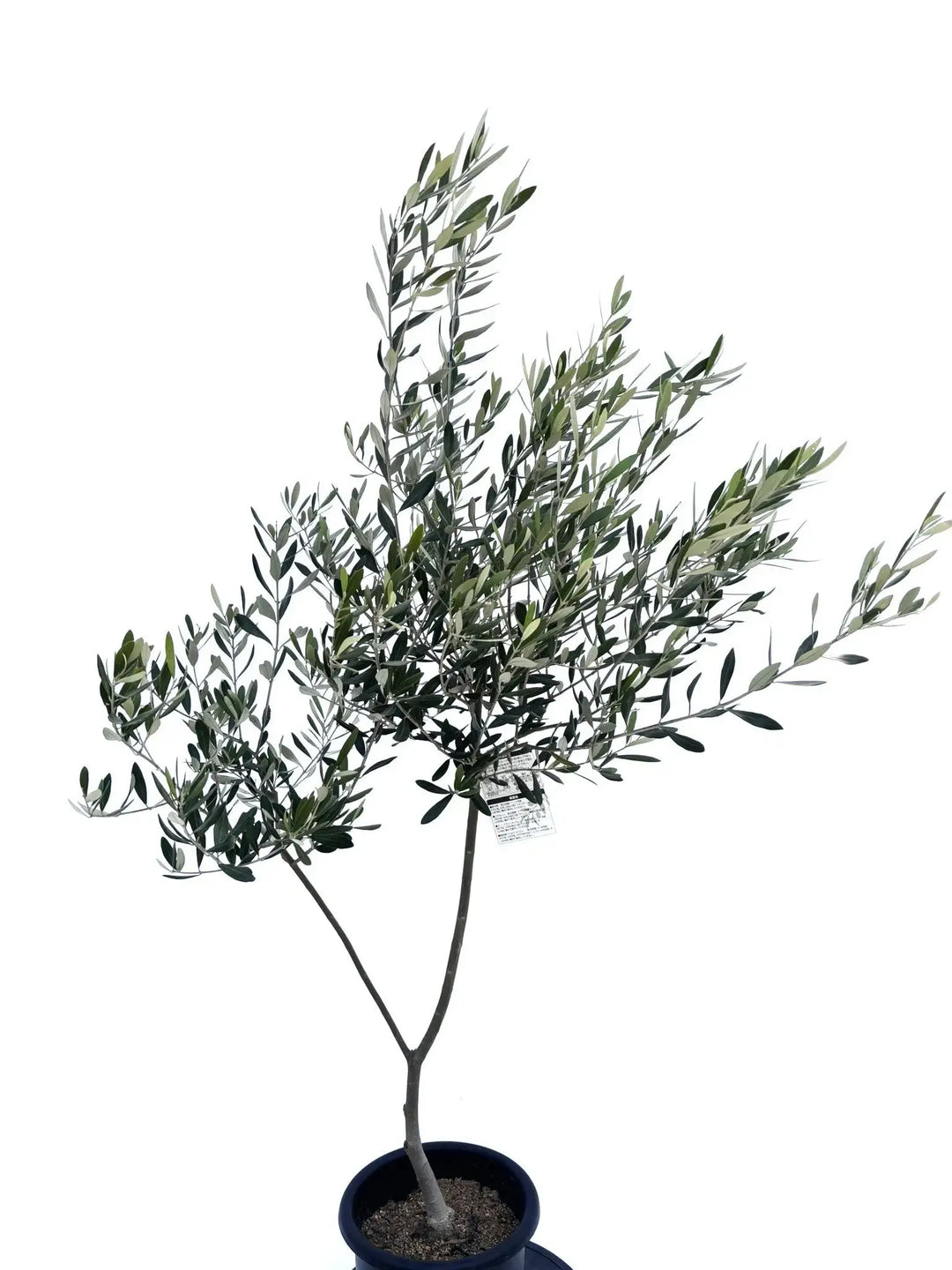 【スピリチュアル】生命の樹オーブ Milford Collection スピリチュアル】生命の樹オーブ Milford Collection