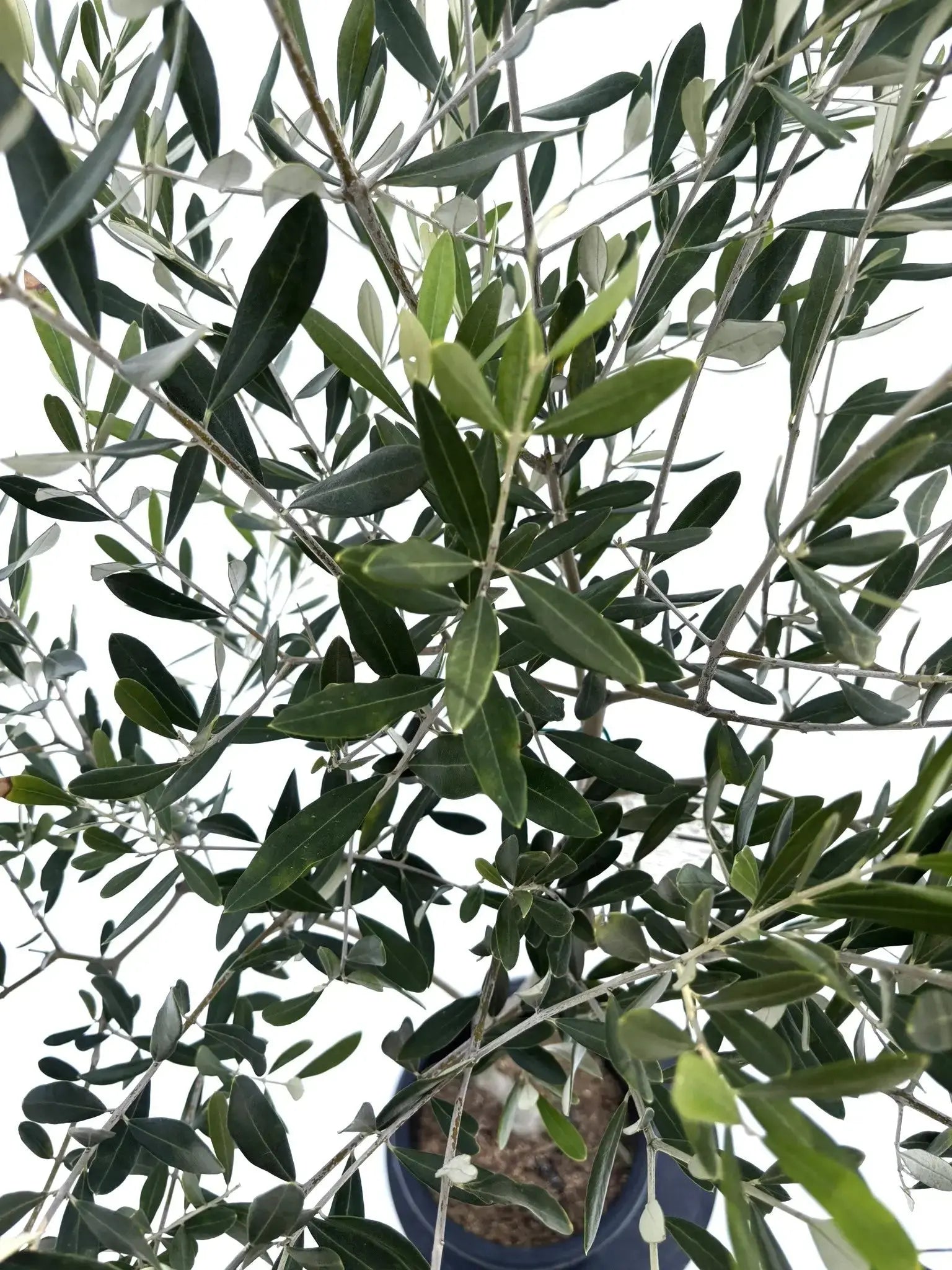 人気・直立型】ミッション（オリーブの木）〈シンボル向き〉｜155cm｜M