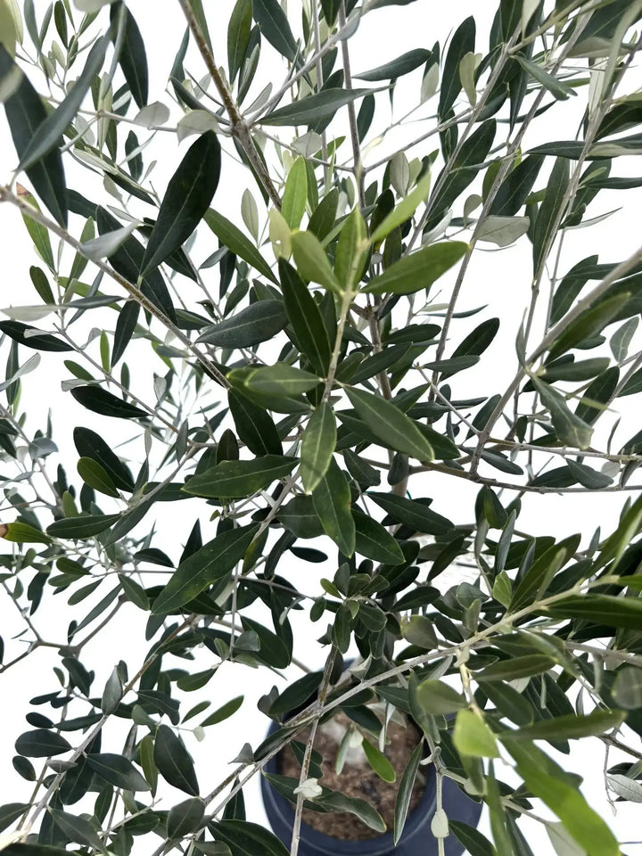 オリーブの木 個性あふれる１点もの　薄型　 大胆な姿に惚れ惚れ　約48cm 人気・直立型】コラチナ（オリーブの木）〈シンボル向き〉｜95cm