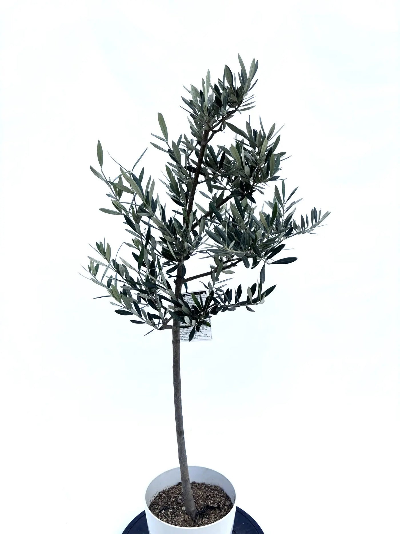 alt="鉢植えのオリーブの木”