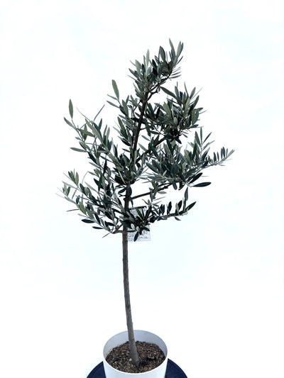 alt="鉢植えのオリーブの木”