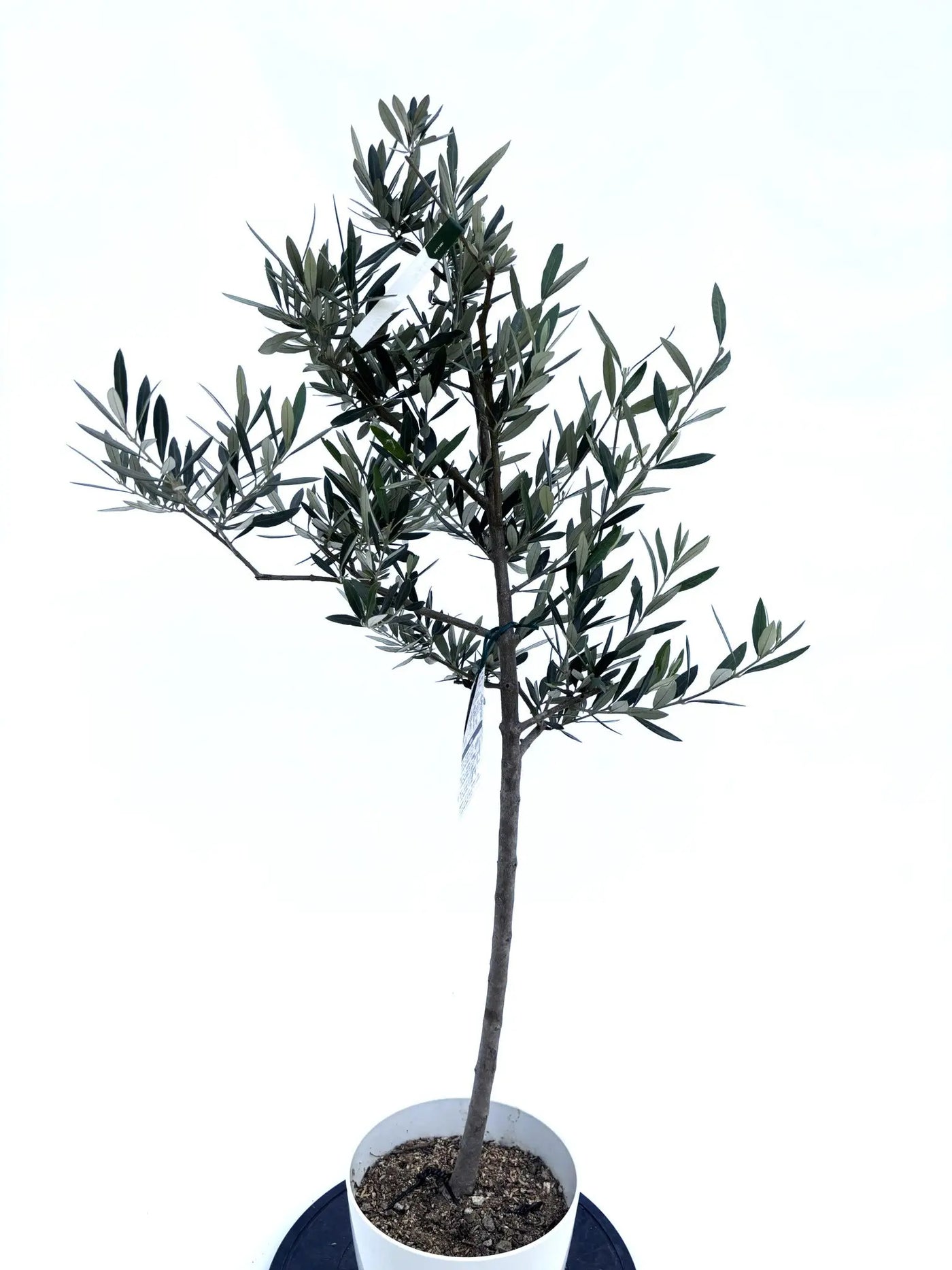 alt="鉢植えのオリーブの木”