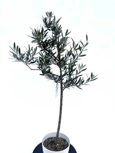 alt="鉢植えのオリーブの木”