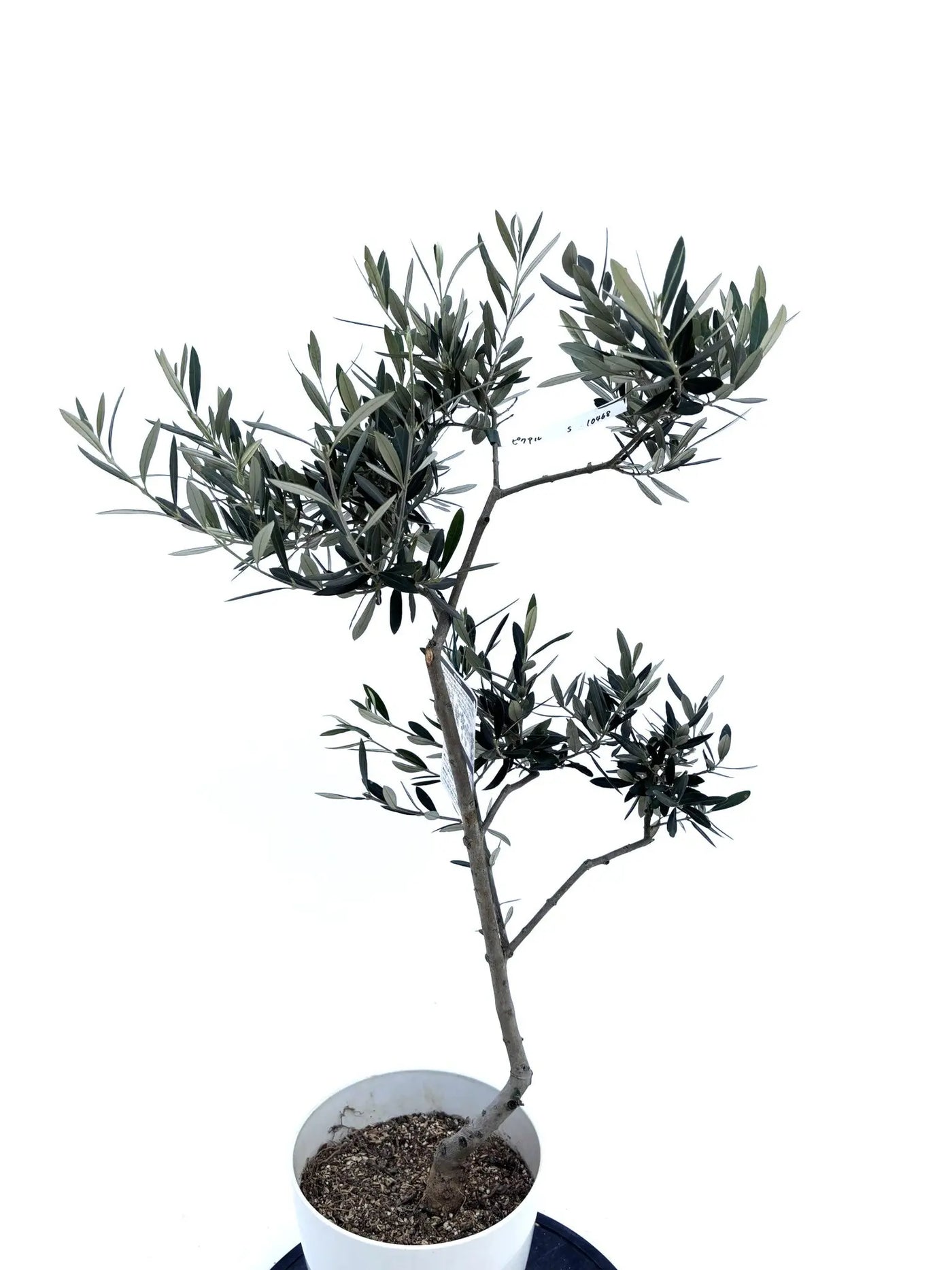 alt="鉢植えのオリーブの木”