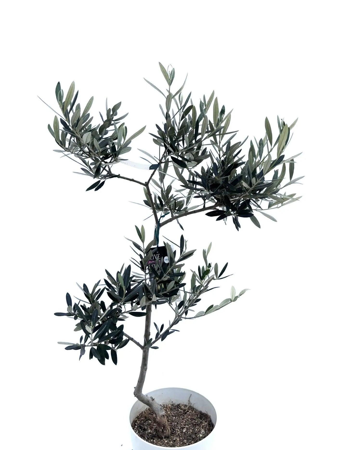 alt="鉢植えのオリーブの木”
