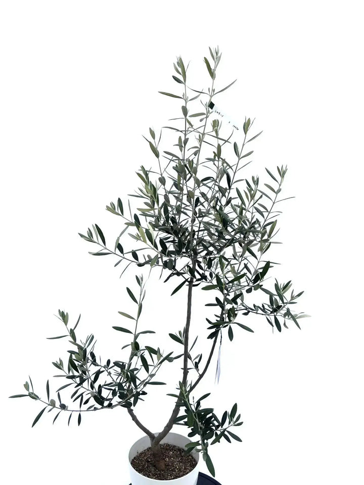 レッチーノ Sサイズ 約130cm NO.10470 オリーブの木 - 株式会社鶴亀園