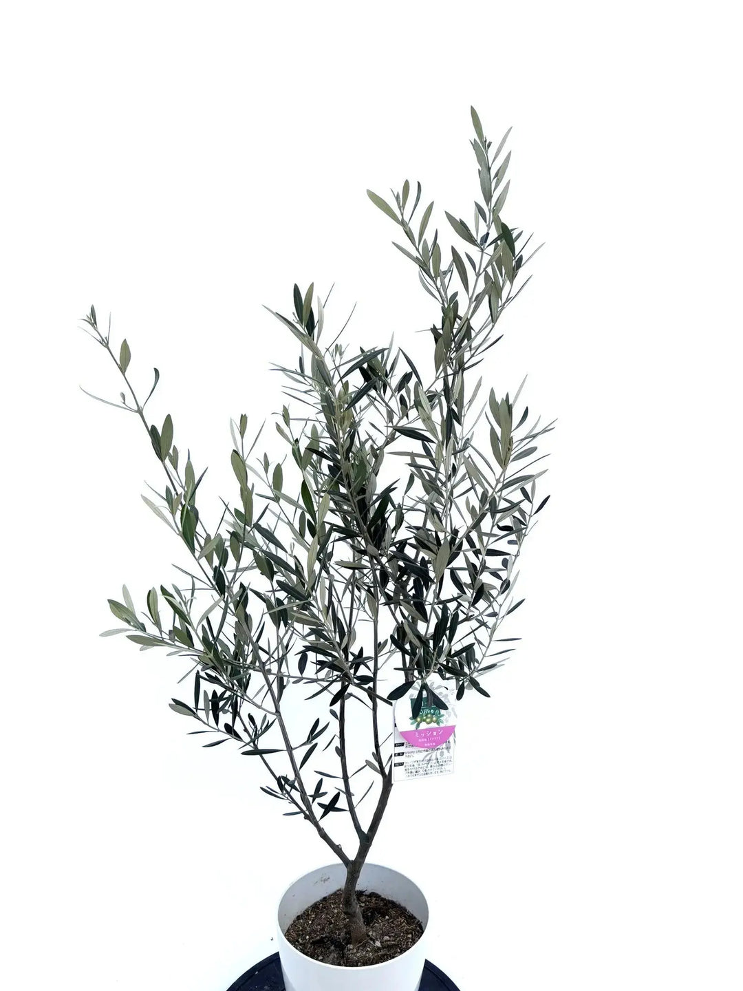 オリーブの木 ミッション 7号 約135cm NO.725 ベータキューブ付き