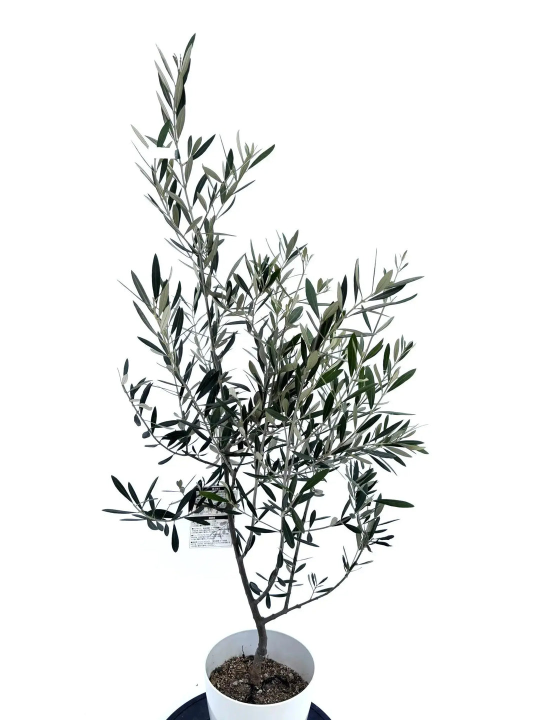 ミッション Sサイズ 約130cm NO.10471 オリーブの木 - 株式会社鶴亀園
