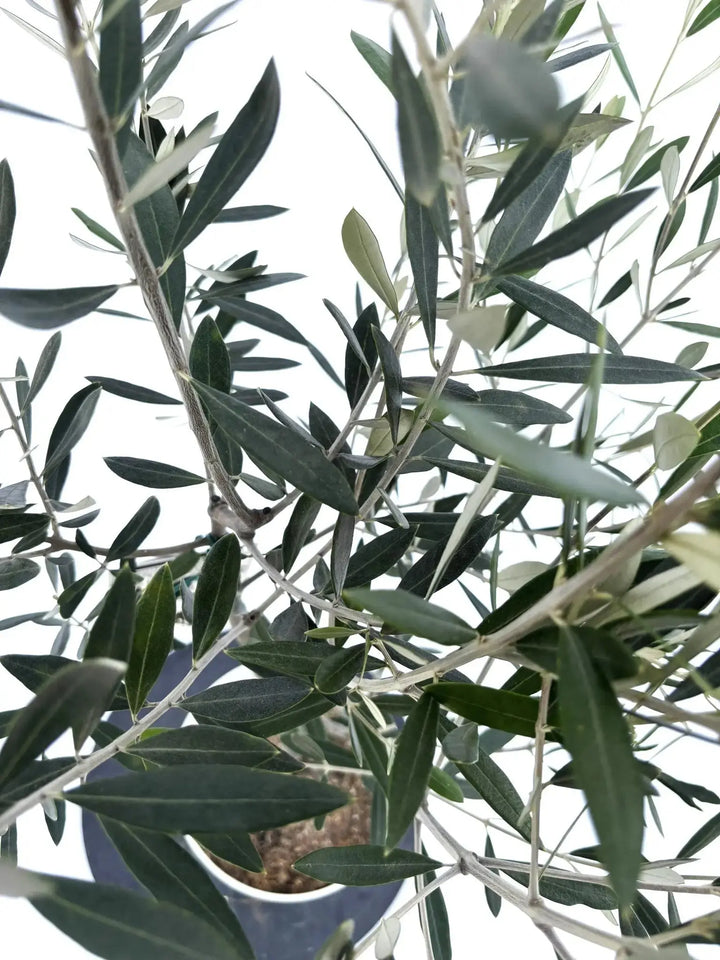 ミッション Sサイズ 約130cm NO.10471 オリーブの木 - 株式会社鶴亀園