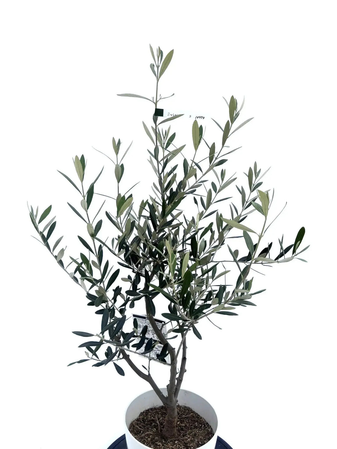 おすすめのオリーブの木 - 株式会社鶴亀園 – ページ17