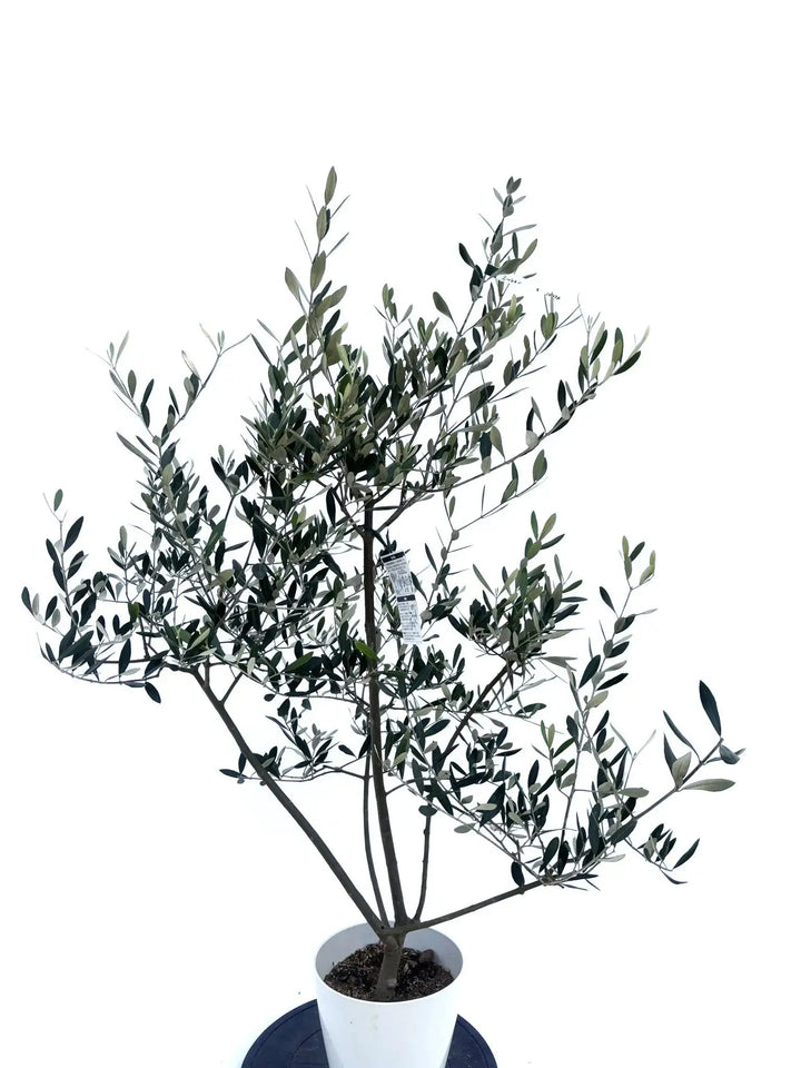 o*u様 オリーブの木,た植物/観葉植物ミッション『綺麗な樹形。全長約160㌢ ミッション Sサイズ 約135cm NO.10476 オリーブの木 - 株式会社
