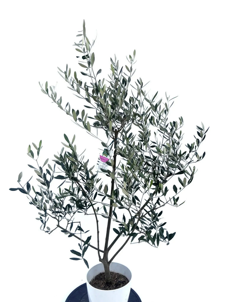 o*u様 オリーブの木,た植物/観葉植物ミッション『綺麗な樹形。全長約160㌢ オリーブの木,た植物/観葉植物ミッション『綺麗な樹形。全長約