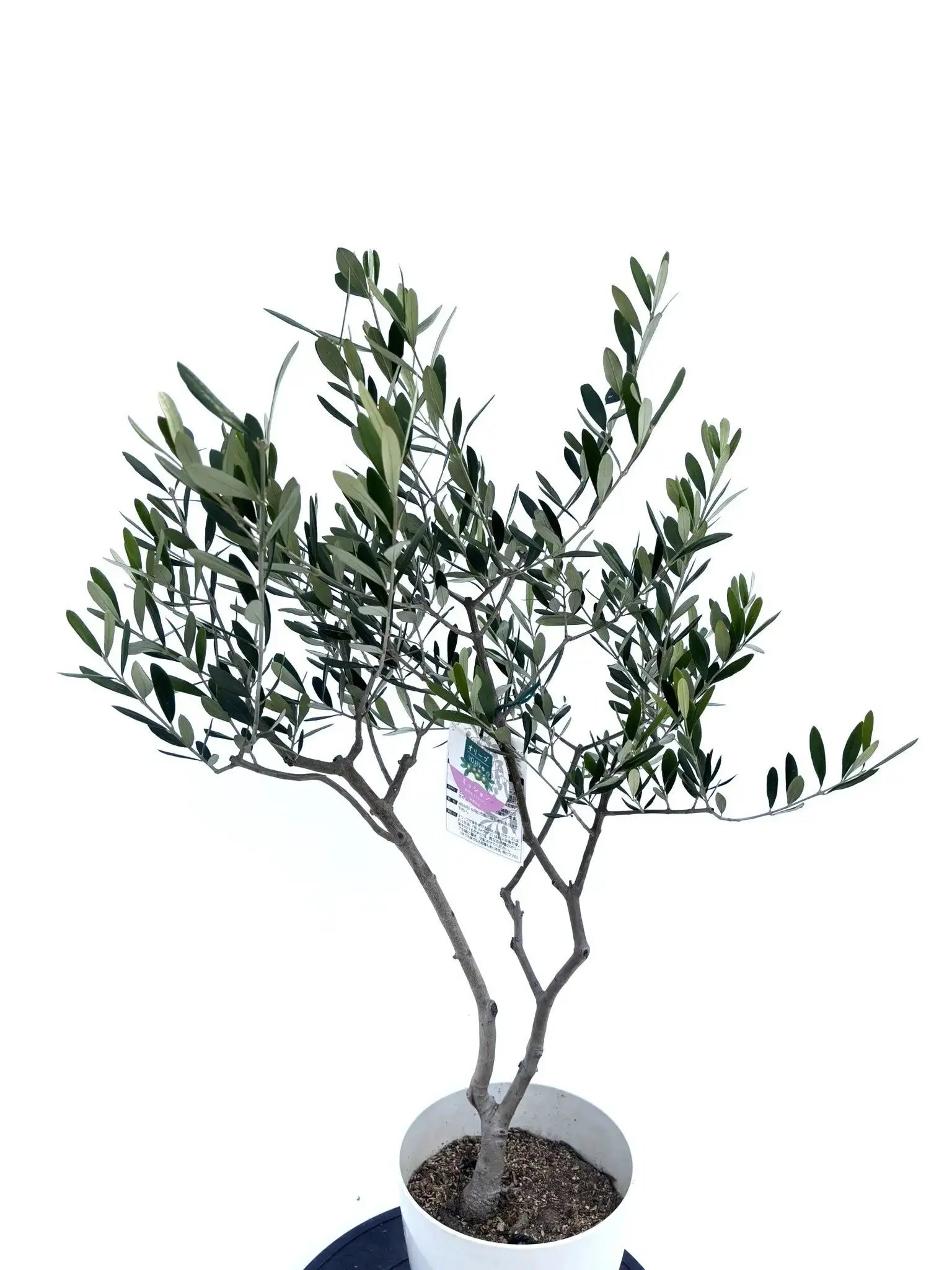 ミッション Sサイズ 約100cm NO.10480 オリーブの木 - 株式会社鶴亀園